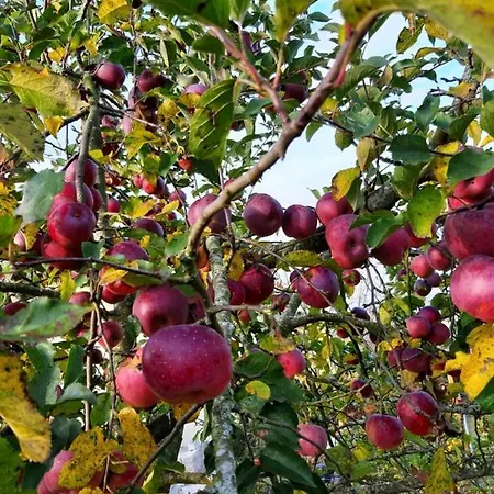 Lejlighed Schoenauerhof- Urlaub Im Gruenen Aber Doch In Der Stadt *