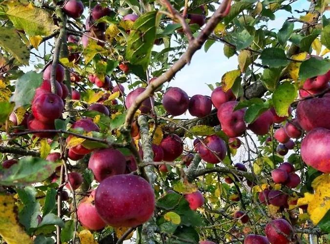 Lejlighed Schoenauerhof- Urlaub Im Gruenen Aber Doch In Der Stadt *